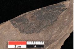 Foto (Detailansicht) von Alnus gracilis Unger (NHMW-GEO-2024-0188-0736)